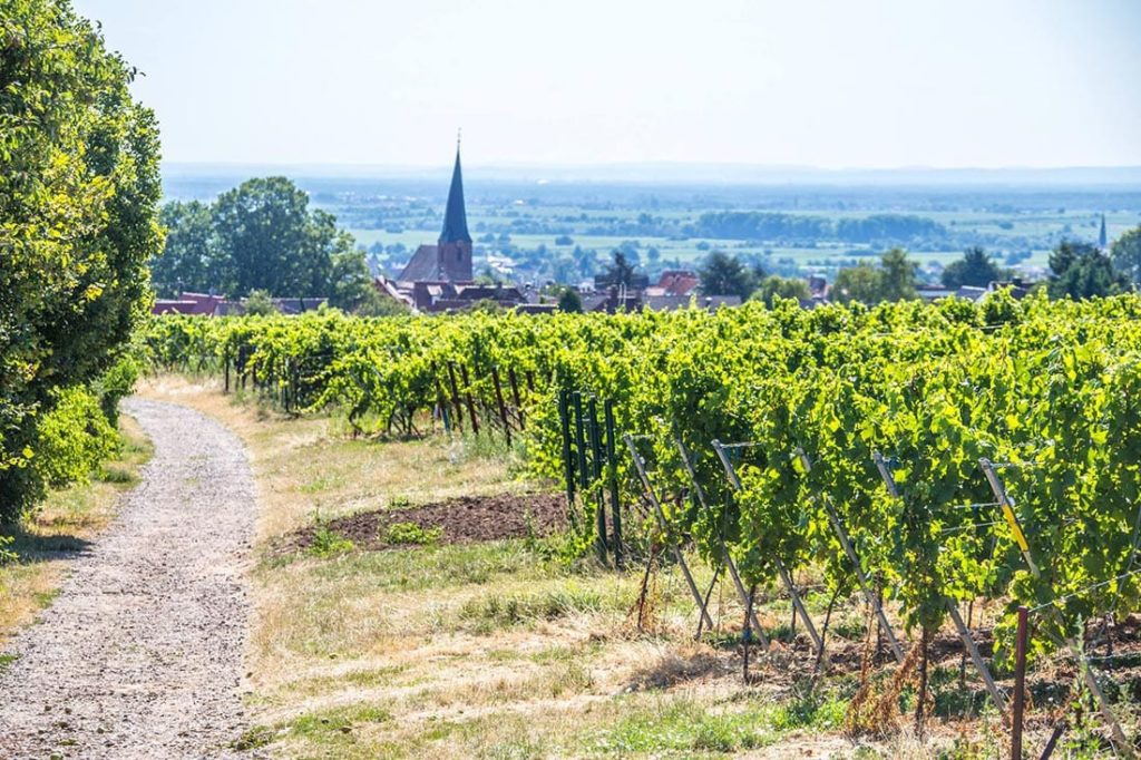 Rebzeilen und Weinbergsweg mit Blick auf Rhodt